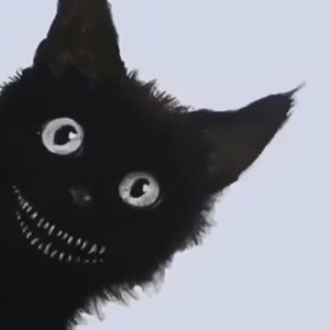 Meet your Posher, Cody